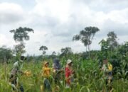 Polsek Kuantan Mudik Bersama Warga dan Kelompok Tani Gemuray Gelar Panen Raya Jagung Pipil di Desa Kasang